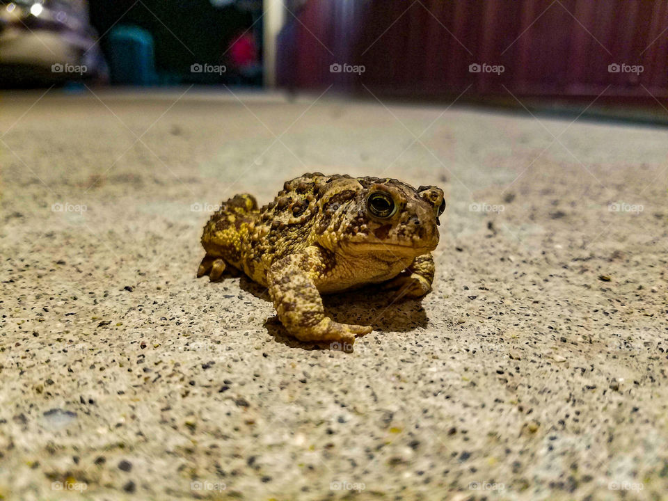 Toad on the Sidewalk