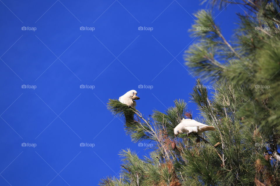 White wild South Australian Corella Cockatoo parrot perched on tree against vivid clear blue sky, minimalism, copy, text and graphic space 