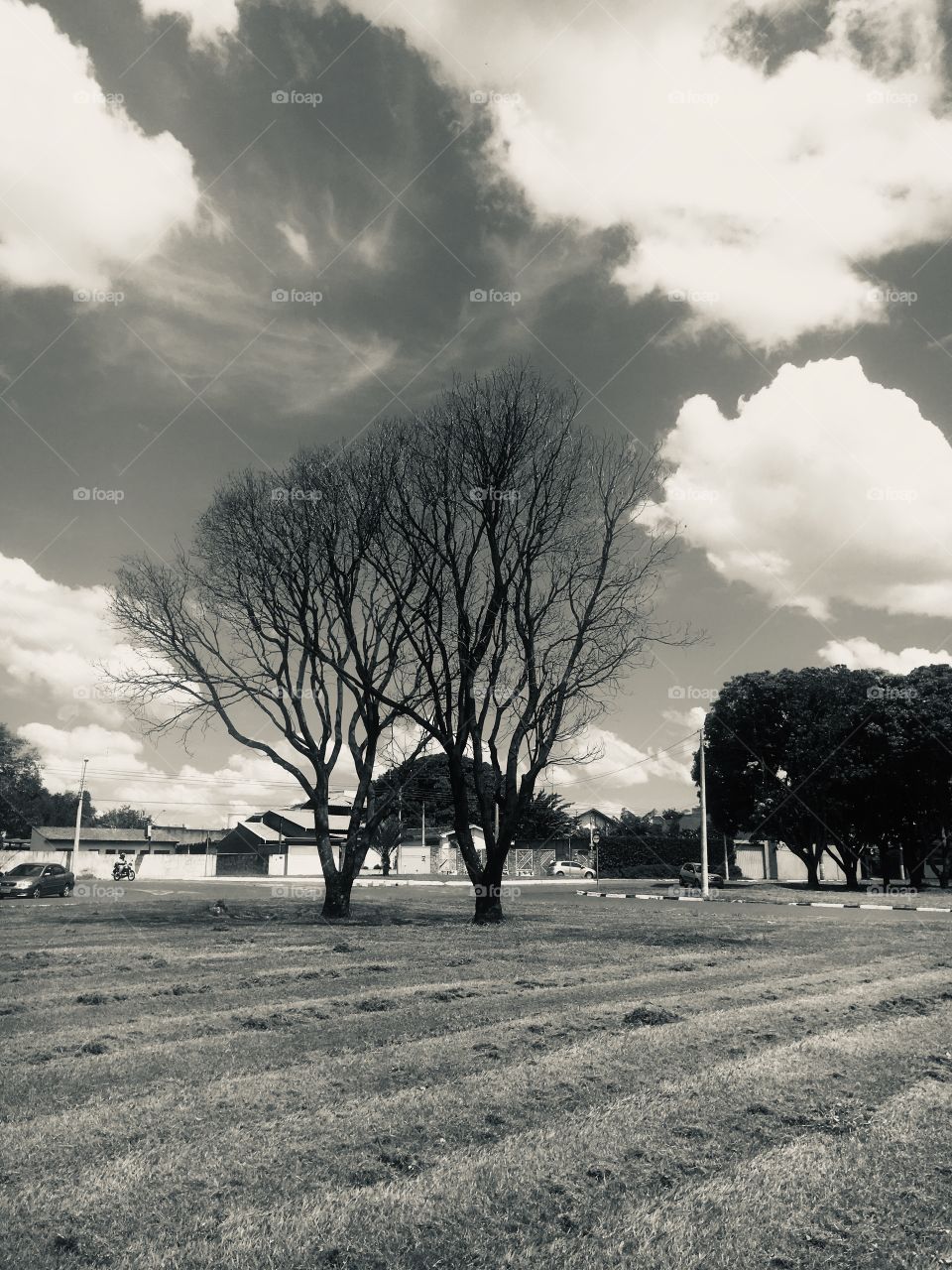 Trees in a field 