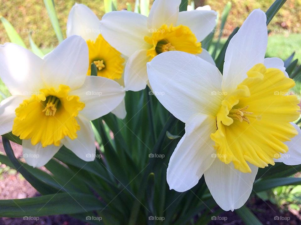 White and yellow Daffodils 