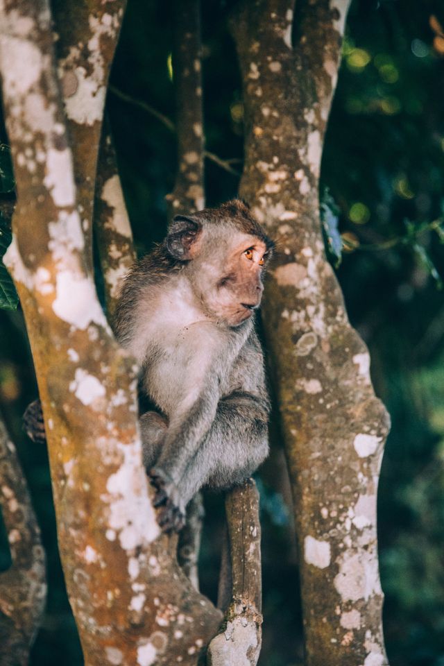 monkey
