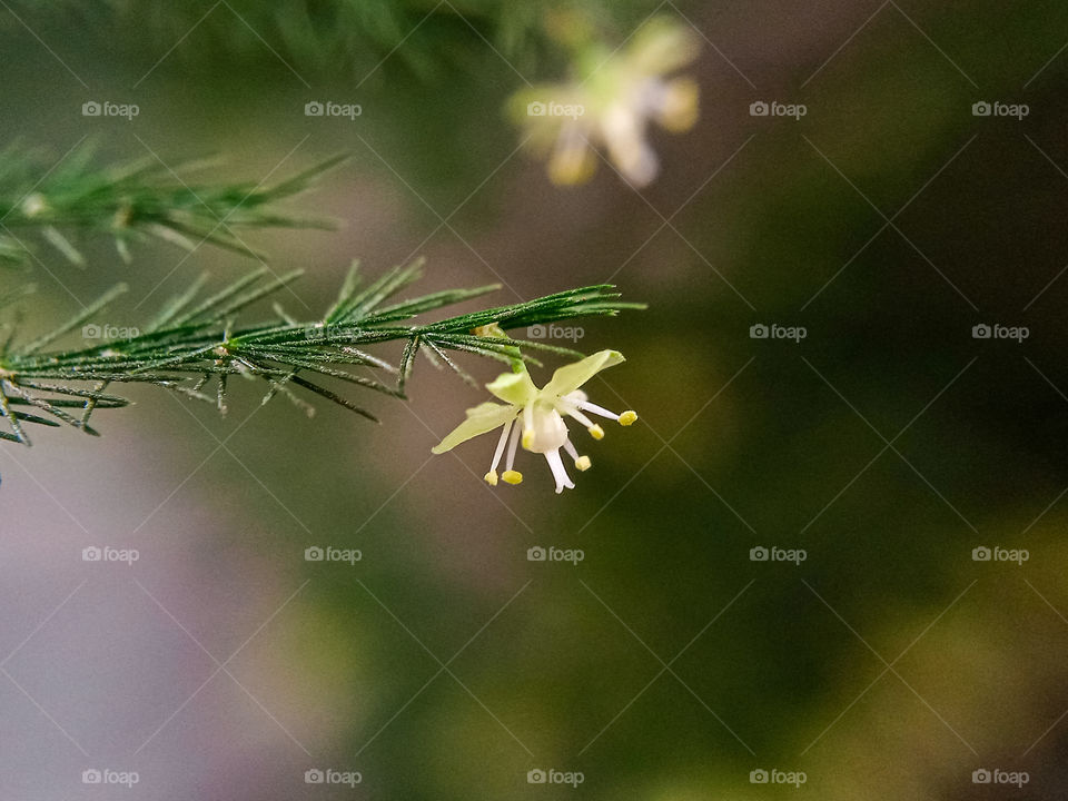 asparagus flower