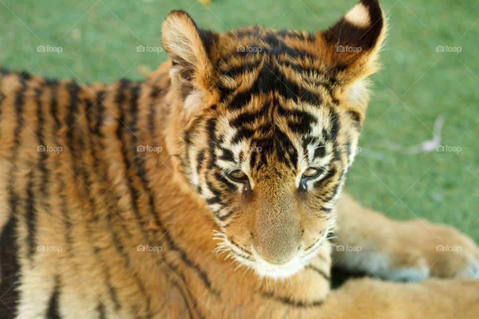 Bengal Tiger Cub