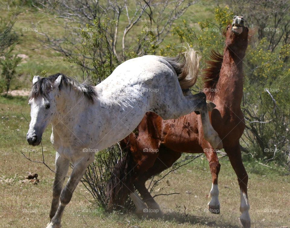 A Kick Between Two Wild Stallions