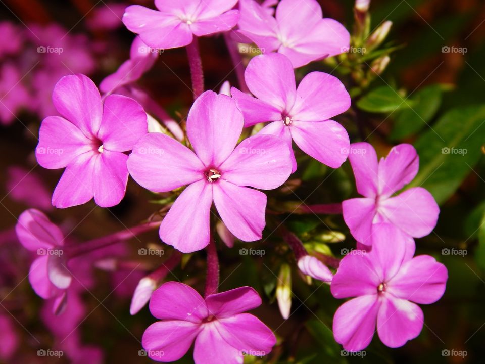 Beautiful purple-pink flowers