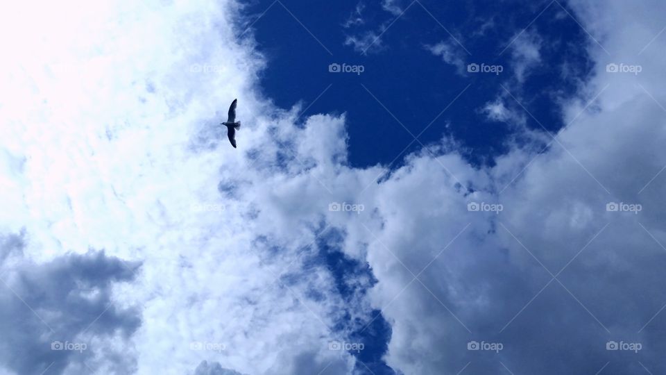 Low angle view of bird flying in sky