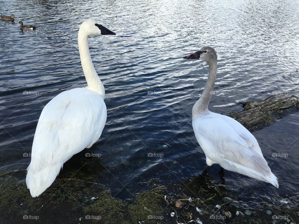 Swans by the lagoon