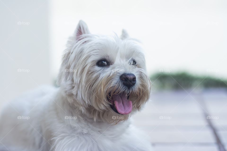 West highland white terrier 