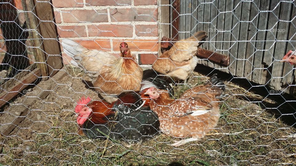 Poultry, Bird, Farm, Hen, Chicken