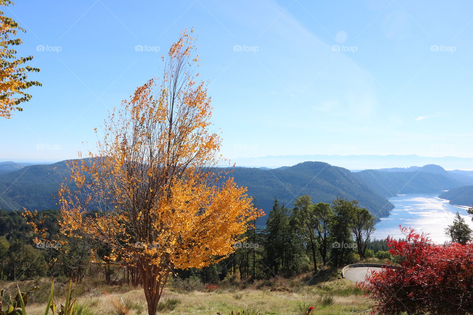 Yellow leaves , fog down in ocean inlet and chilly sunny day of autumn 