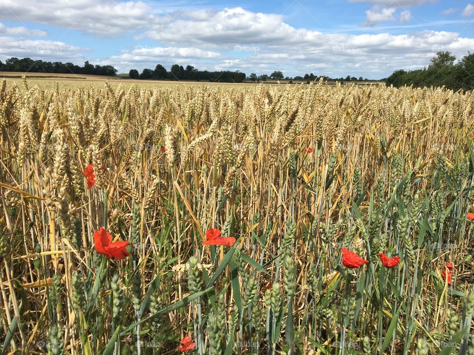 English countryside 