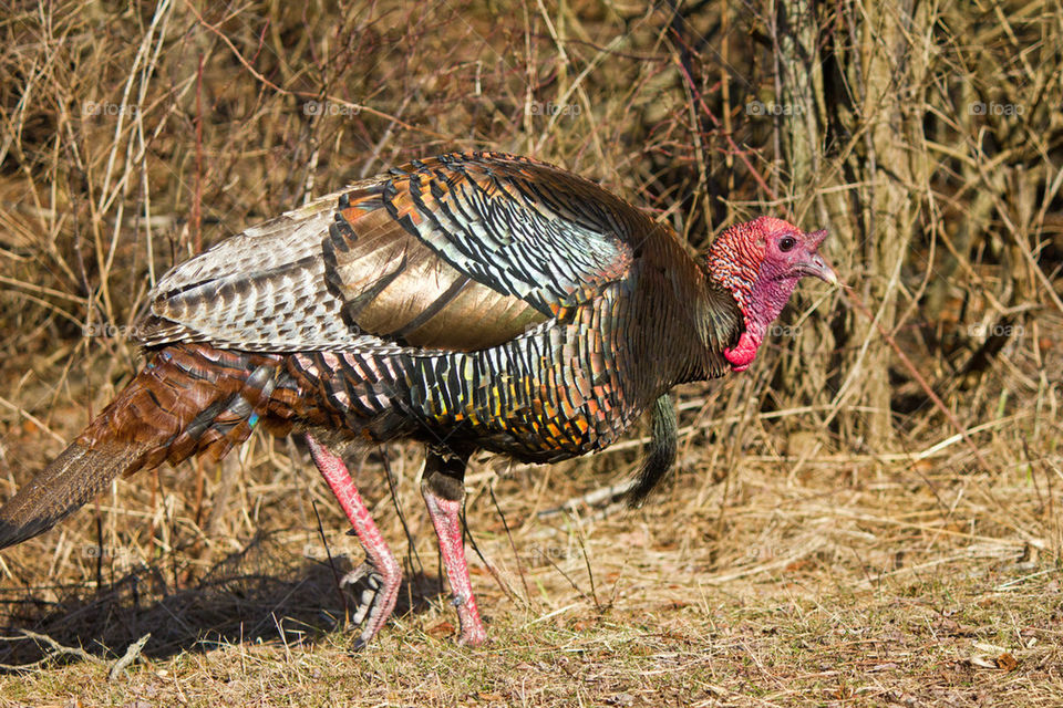 Wild turkey 