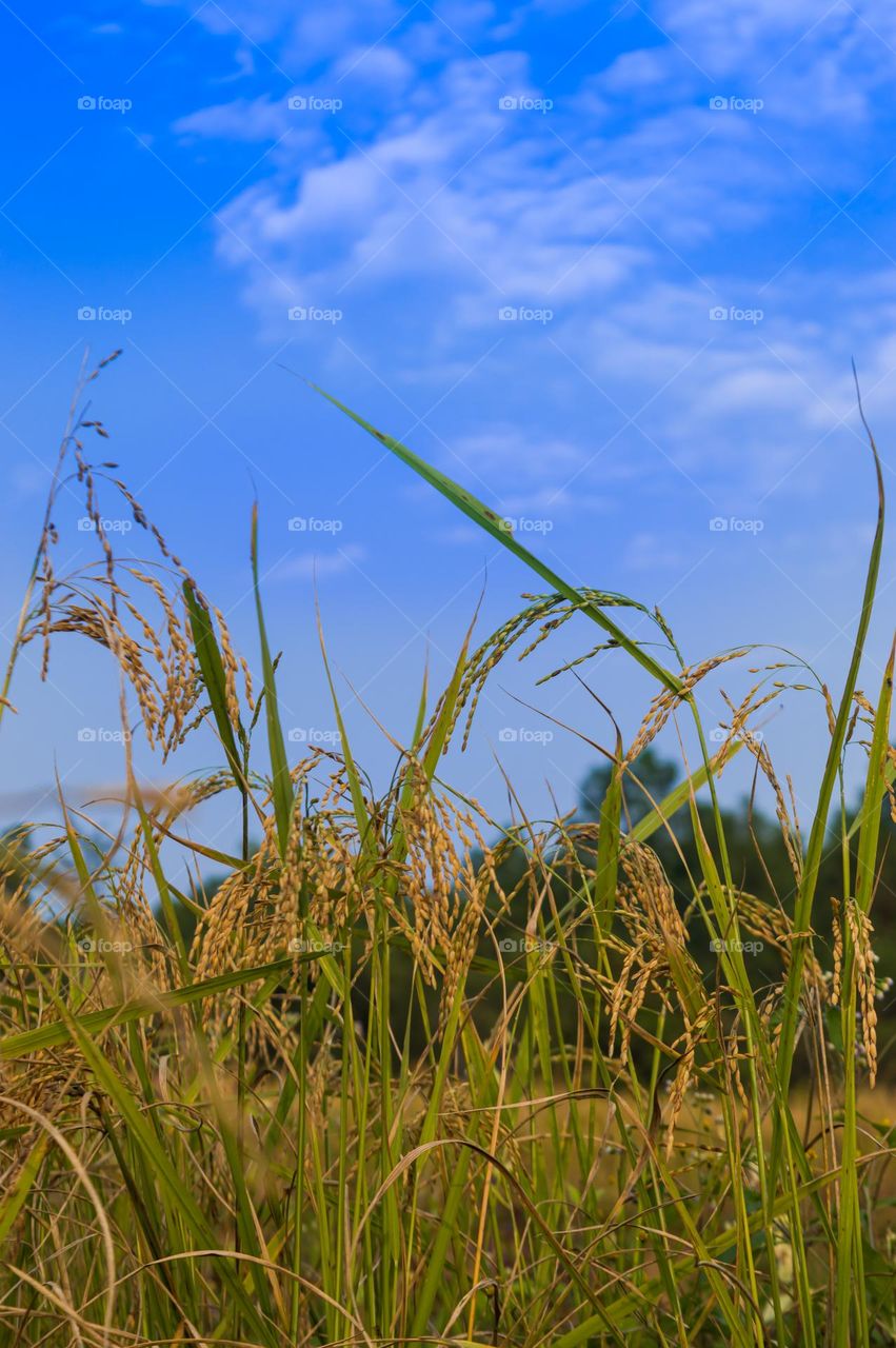 It's spring. Enjoy in fields.