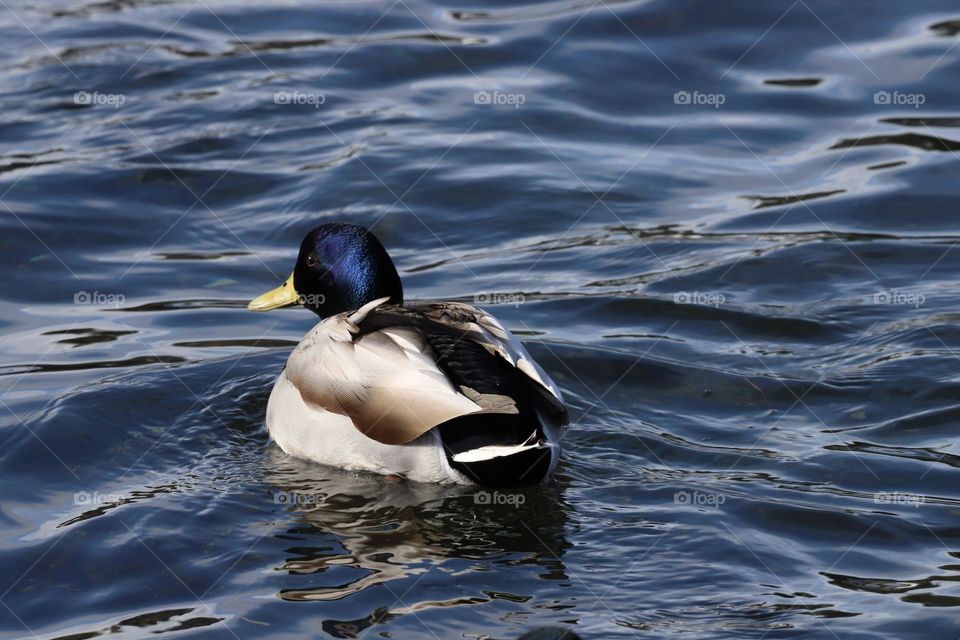 Duck in the blue ocean 