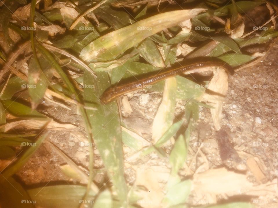 Leech in grass 