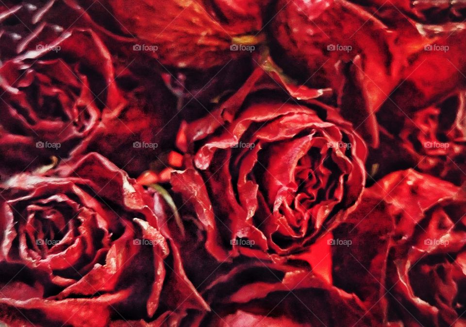 Red roses close up