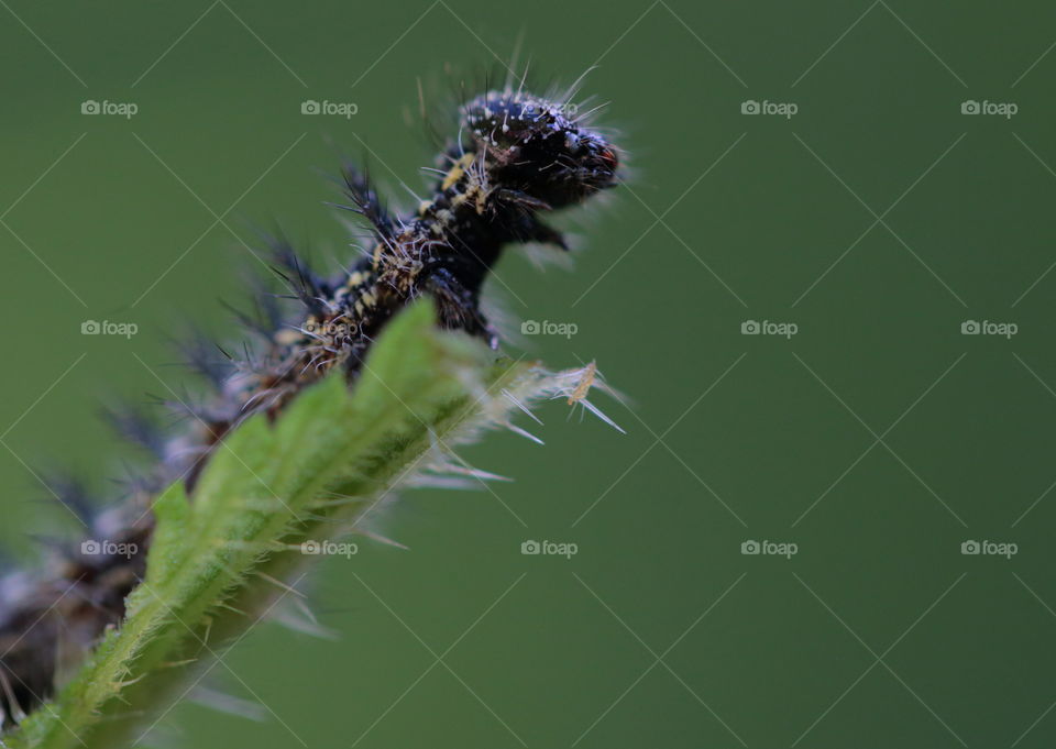 Caterpillar On Leaf