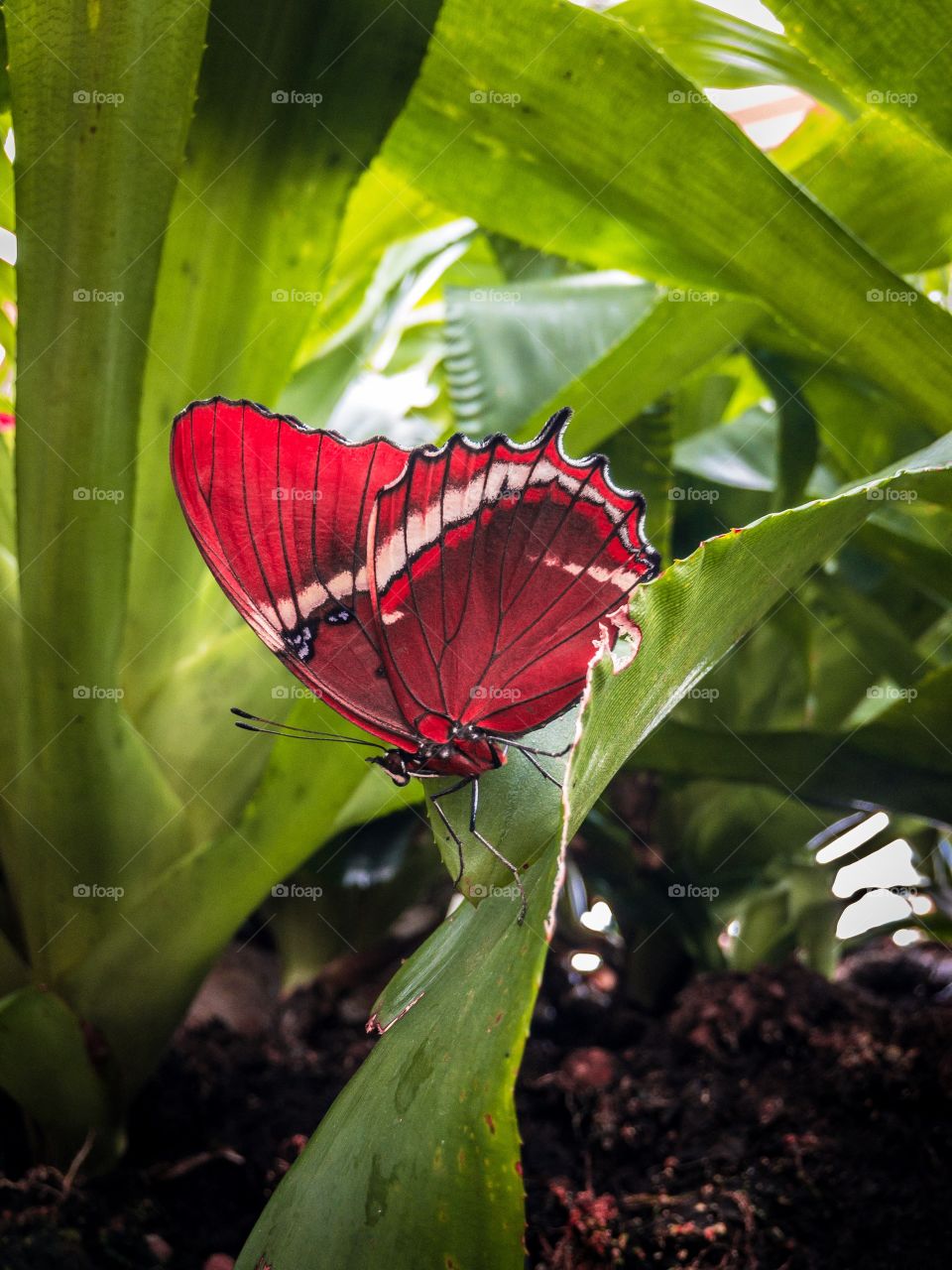 A red winged butterfly sitting on a green plant 