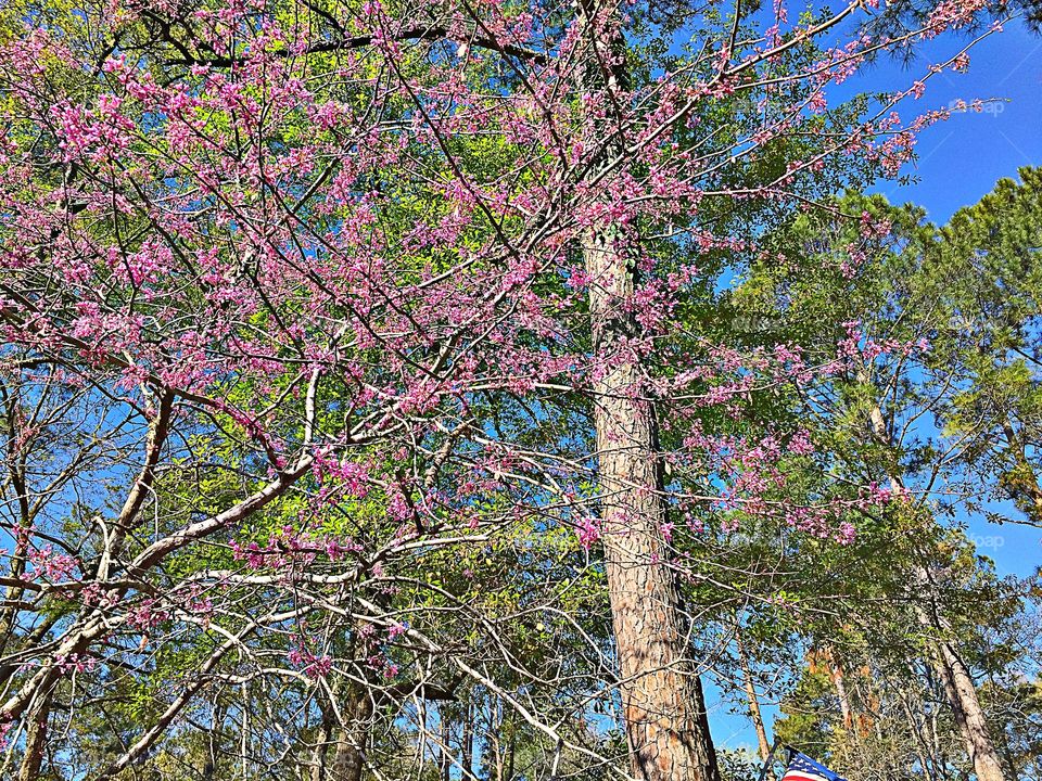 Beautiful Tree 