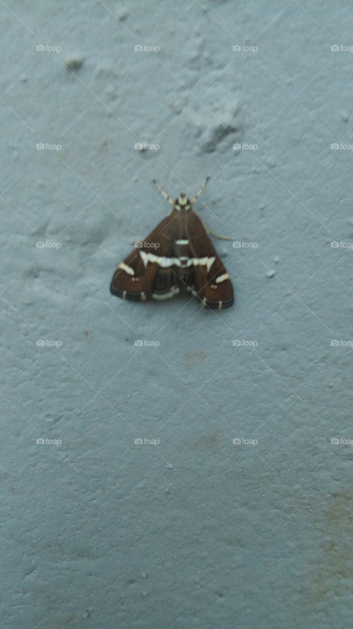 moth or what???