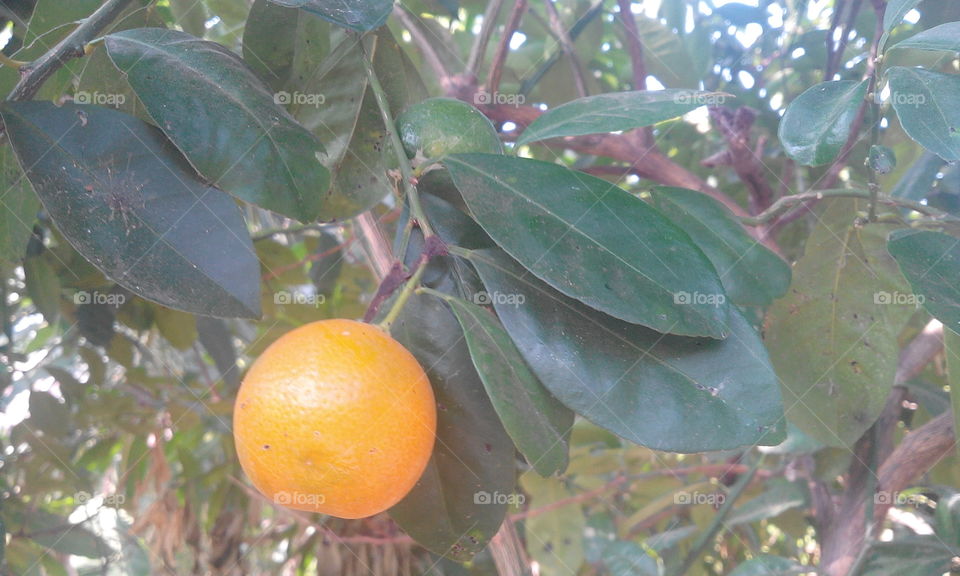 lemon tree