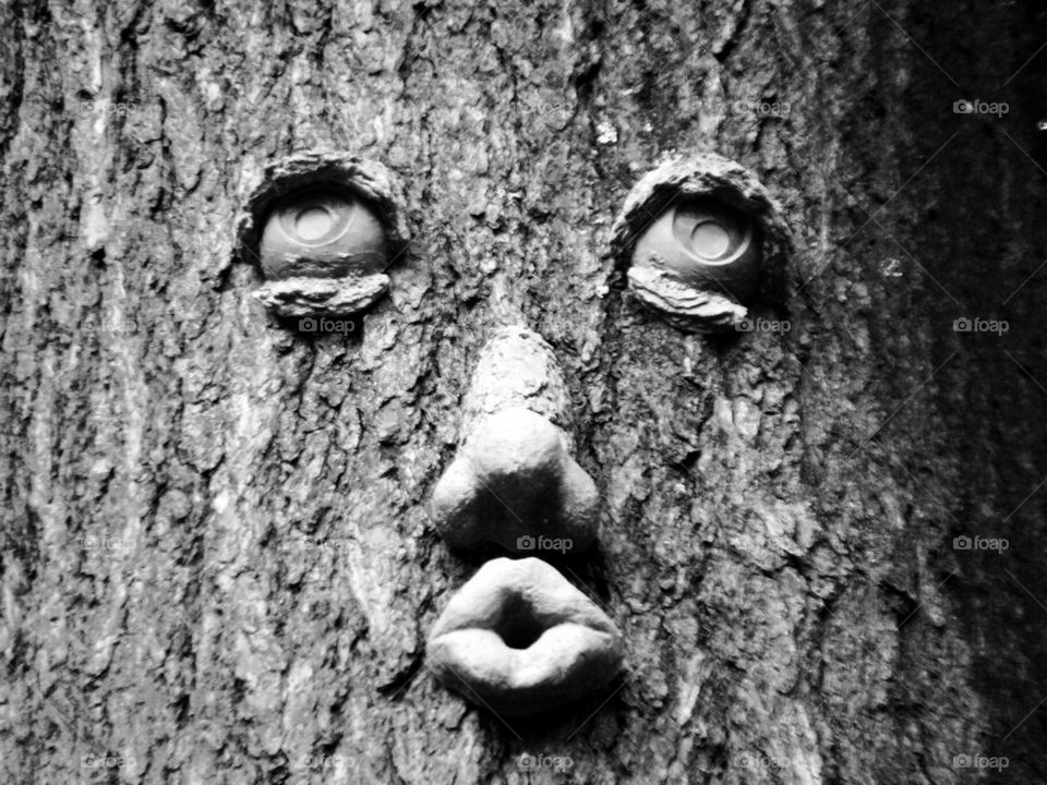 FACE ON TREE IN THE WOODS