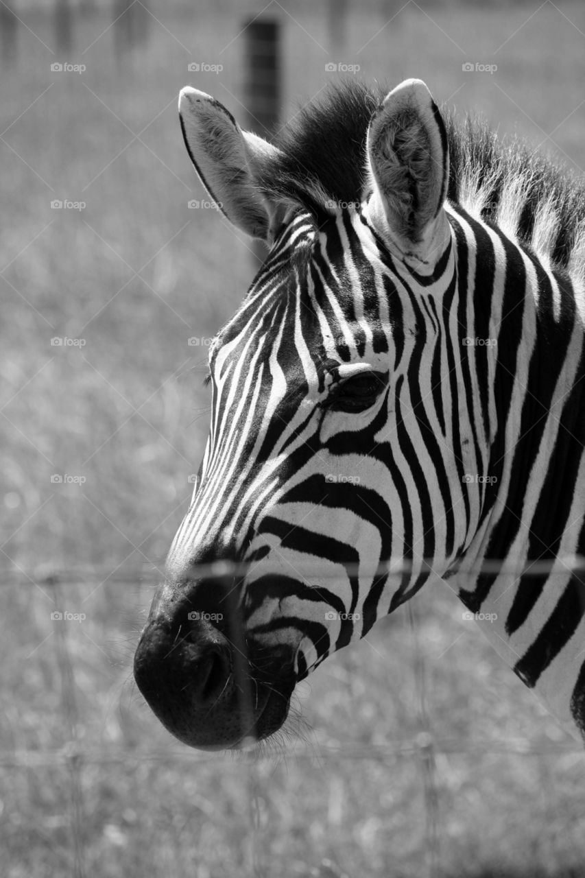 Portrait of a zebra