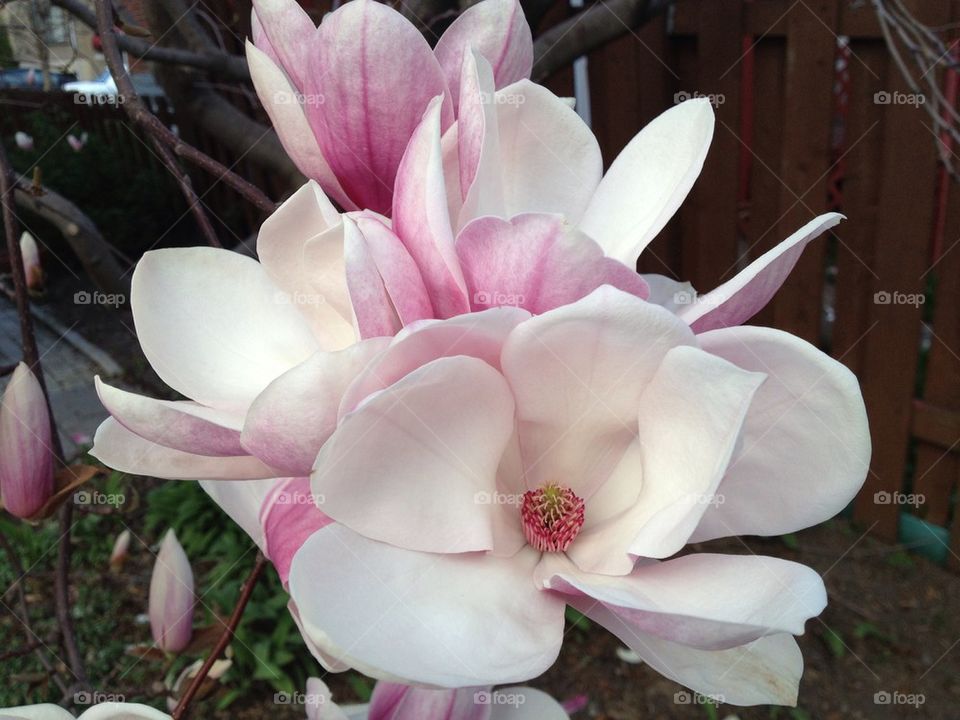 Romantic magnolia