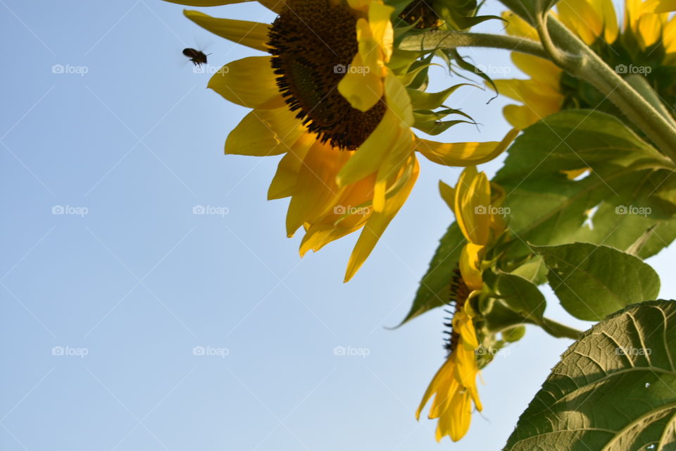 A bee flies towards a cluster of vibrant tall sunflowers against the blue sky. 