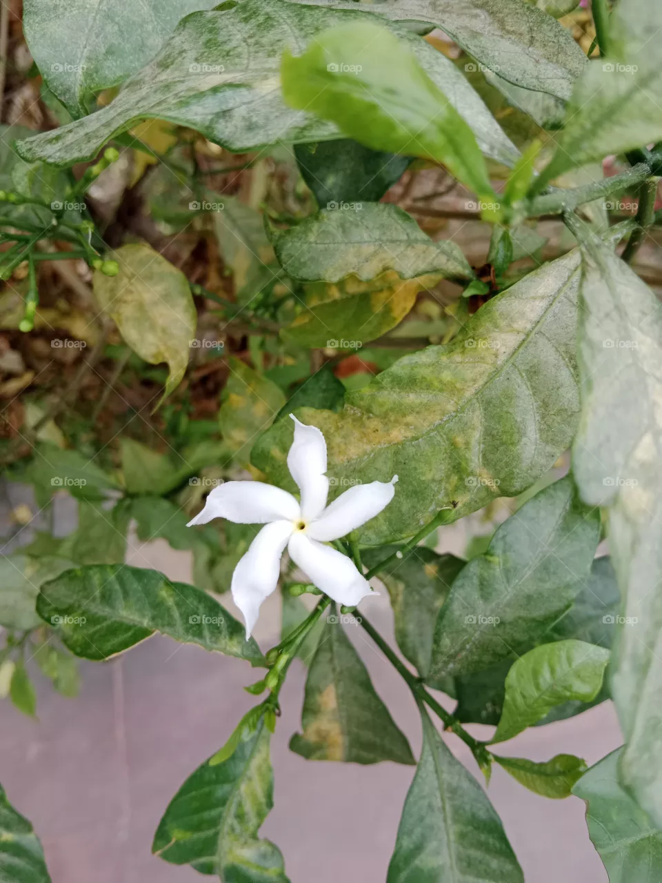 flower