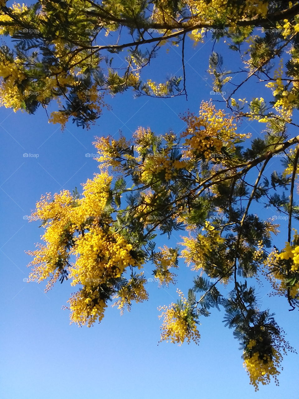 Mimosa tree. Mimosa tree