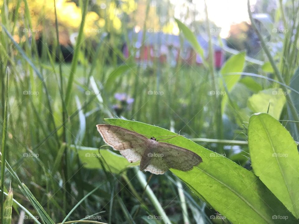 Butterfly on Leaf