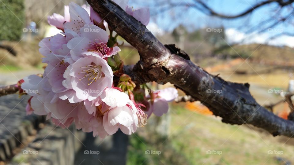 Cherry blossome