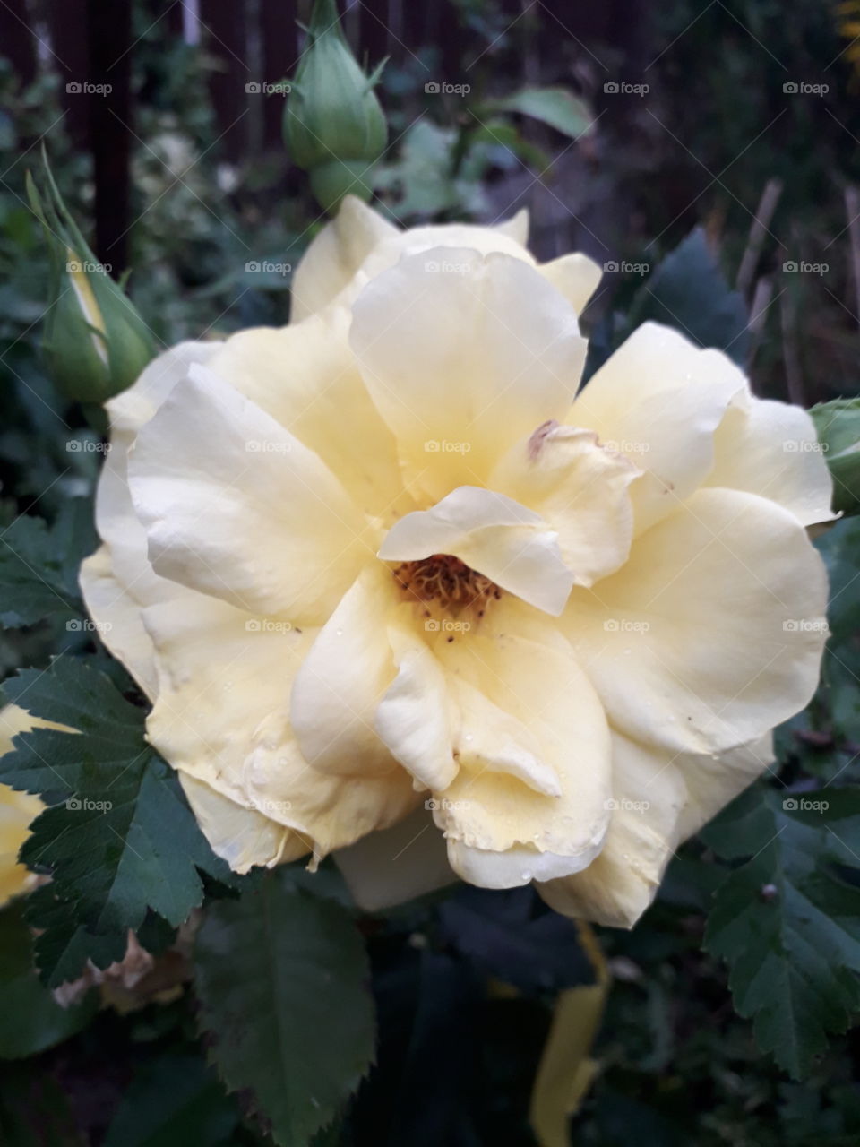 mature yellow rose