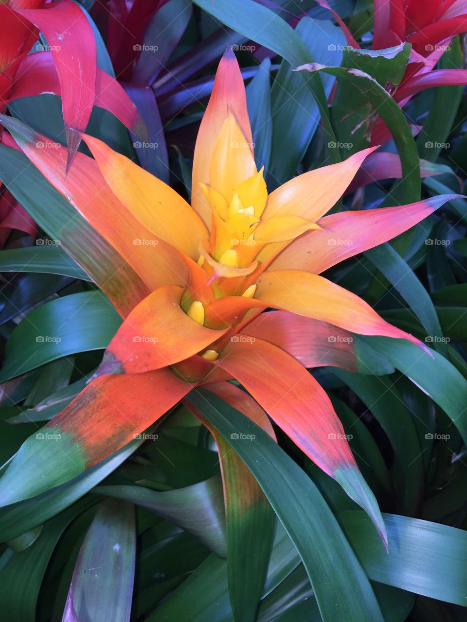 Bromeliad Flowering Plant