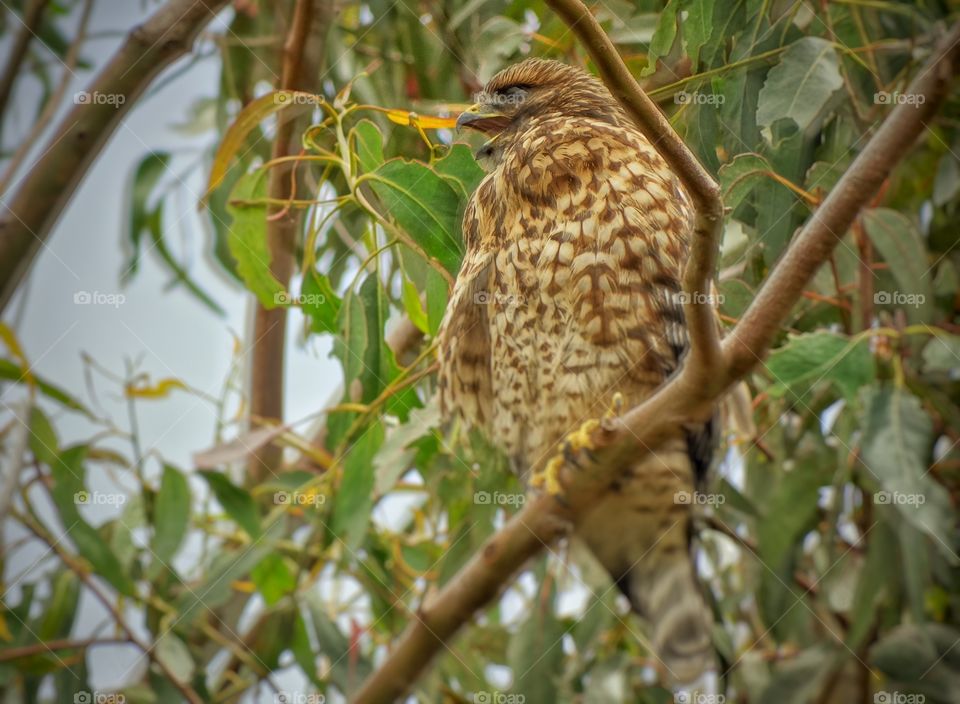 Wild Falcon. Wild Hawk In California Forest
