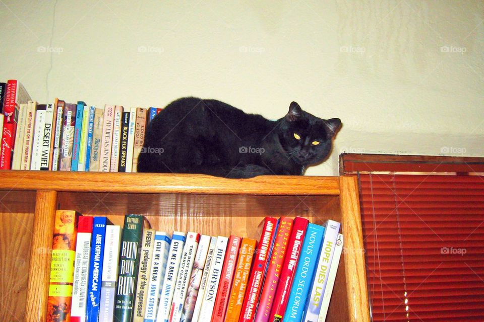 Black cat on bookshelf