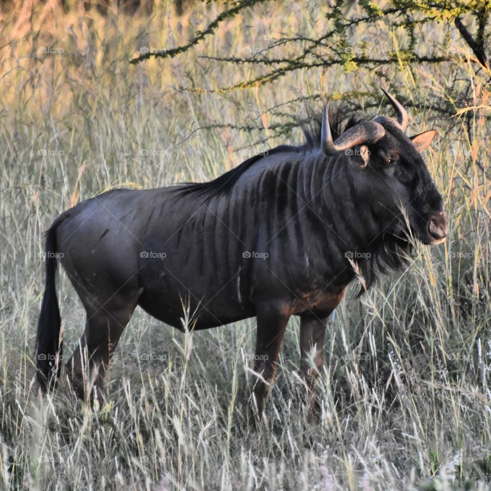 Afrycan Buffalo