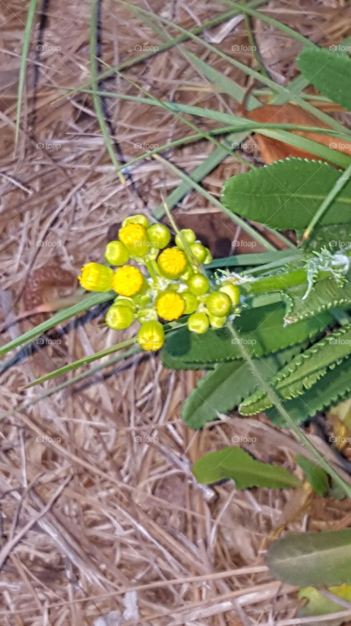 Yellow Wildflowers