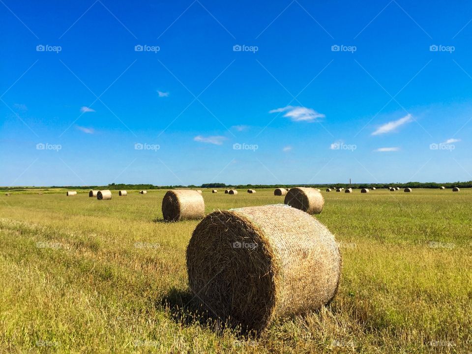 Bales of hay on the field on a day with blue sky