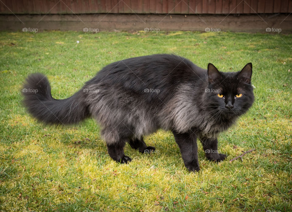 Mainecoon cat with Black Smoke coat.