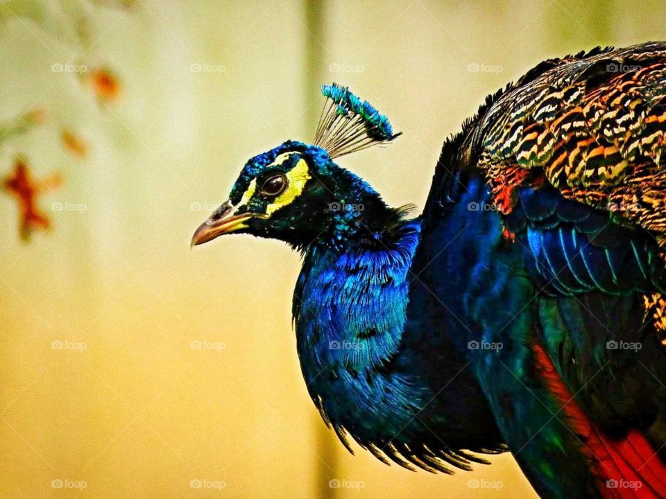 Peacock