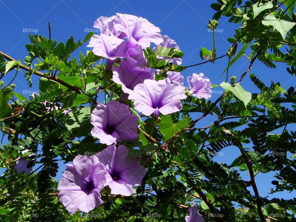 Beautiful purple flowers. Flowers in the wild