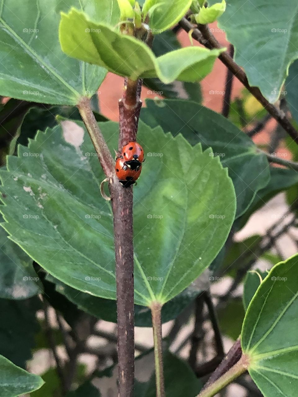 Mate of ladybugs on green leaves