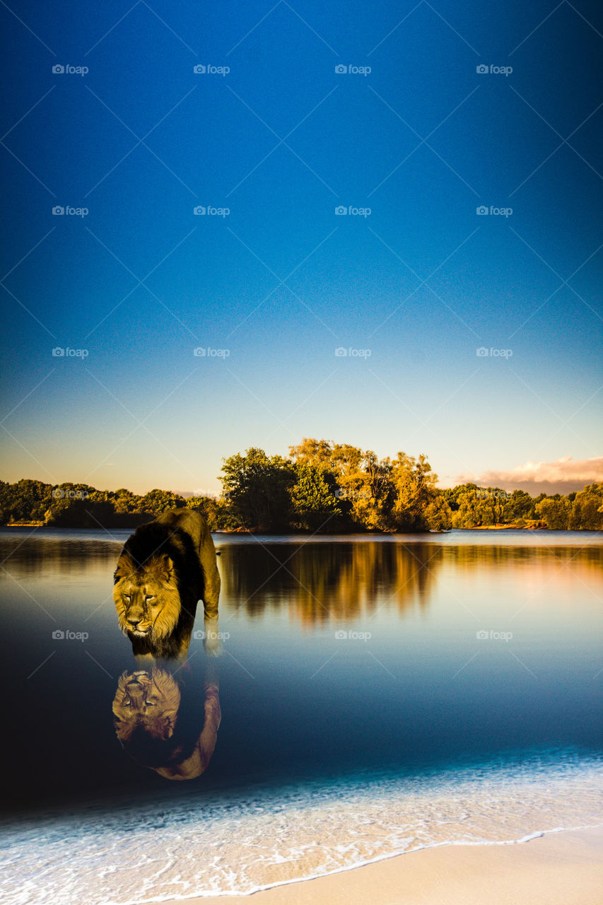 lion drinking water reflection photography