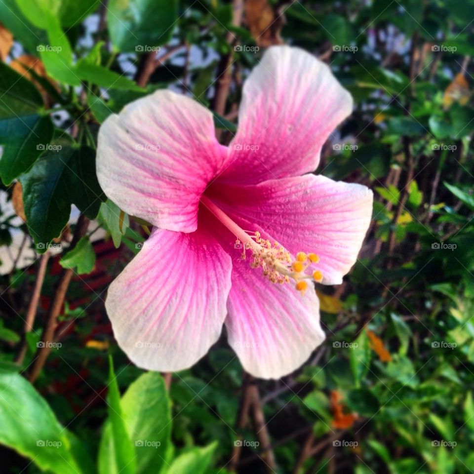 The Beautiful Hibiscus 