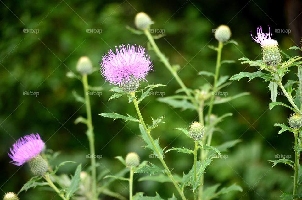Sea thistle