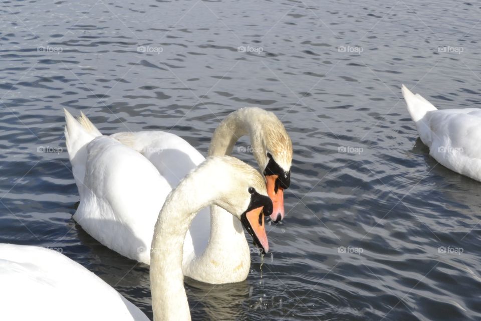 Swans in Poole park 