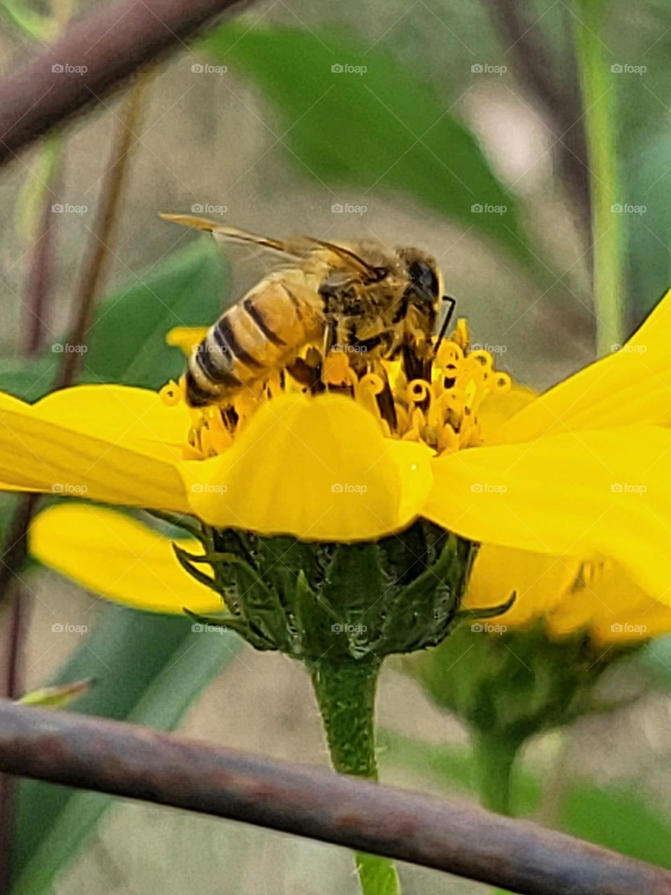 bee and flower