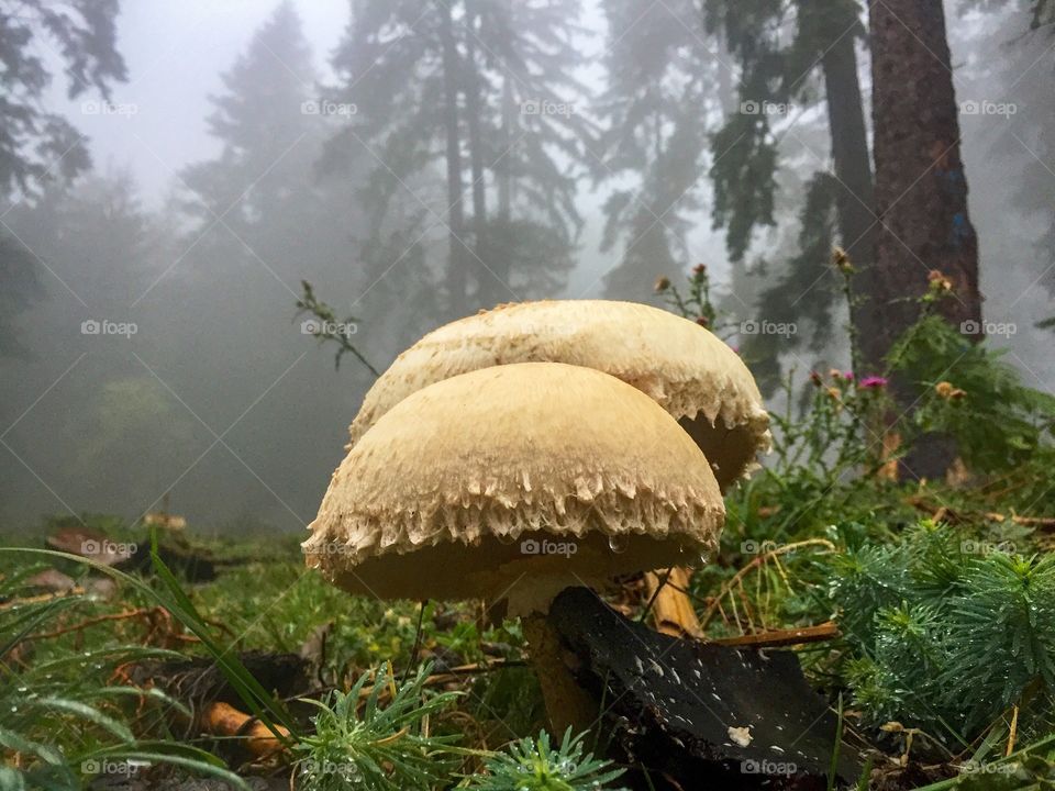 Two mushrooms in a foggy forest